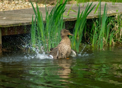 Mallard Bathing
